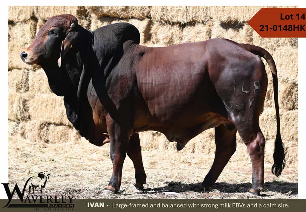 Lot-14-21-0148HK