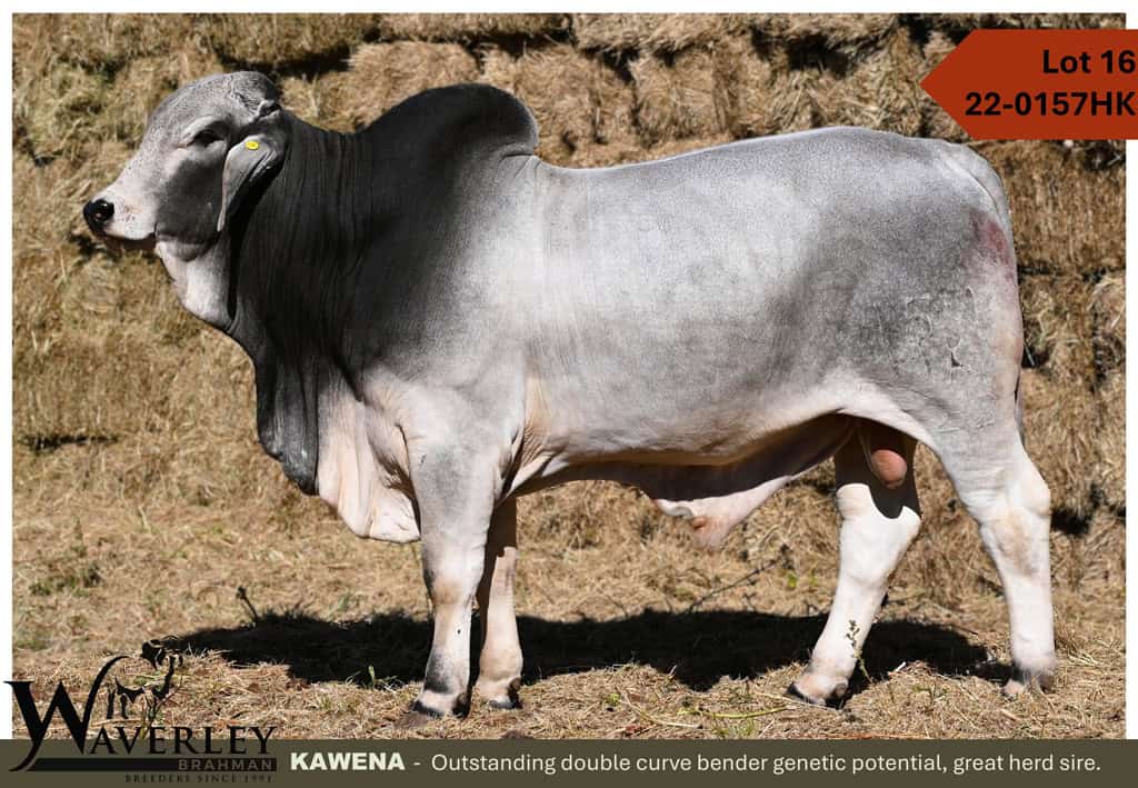Lot-16-22-0157HK