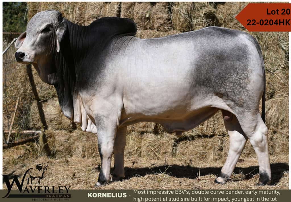 Lot-20-22-0204HK