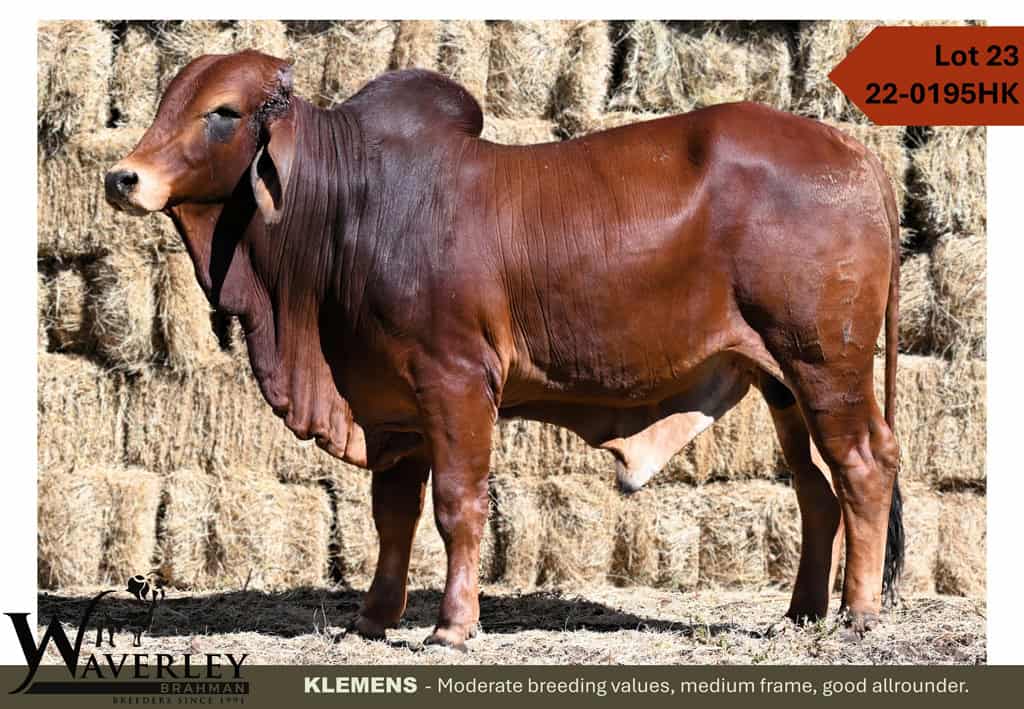 Lot-23-22-0195HK