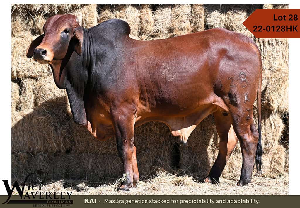 Lot-28-22-0128HK