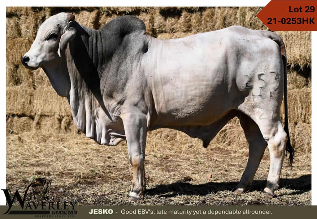 Lot-29-21-0253HK