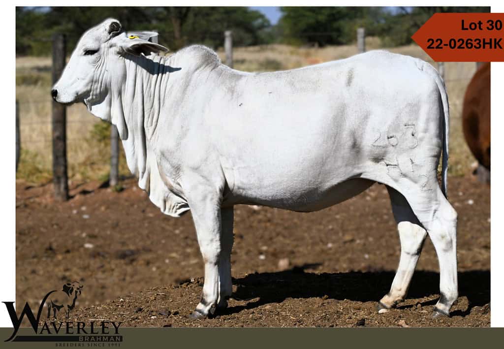 Lot-30-22-0263HK
