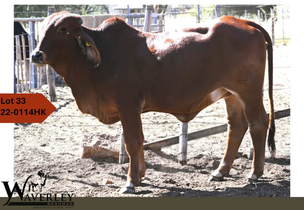 Lot-33-22-0114HK
