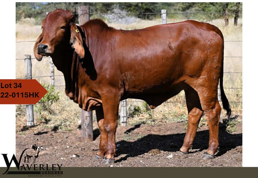 Lot-34-22-0115HK