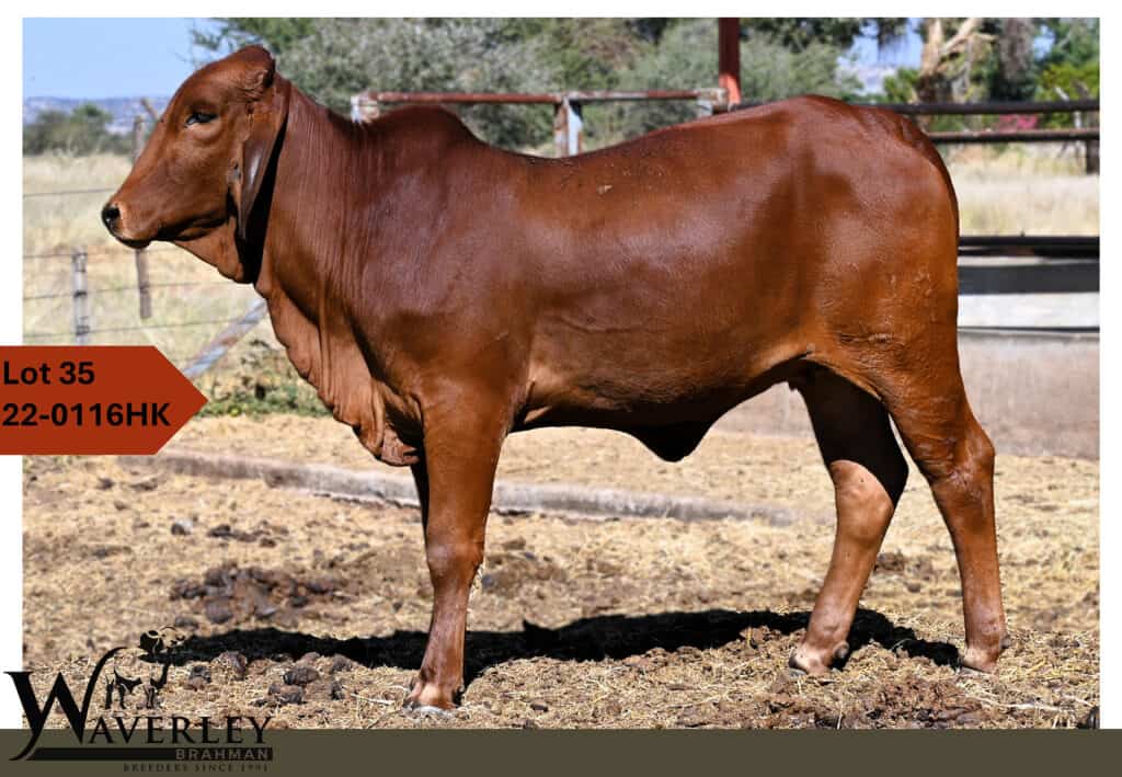 Lot-35-22-0116HK