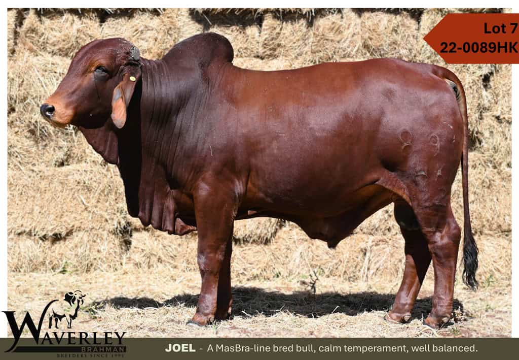 Lot-7-22-0089HK