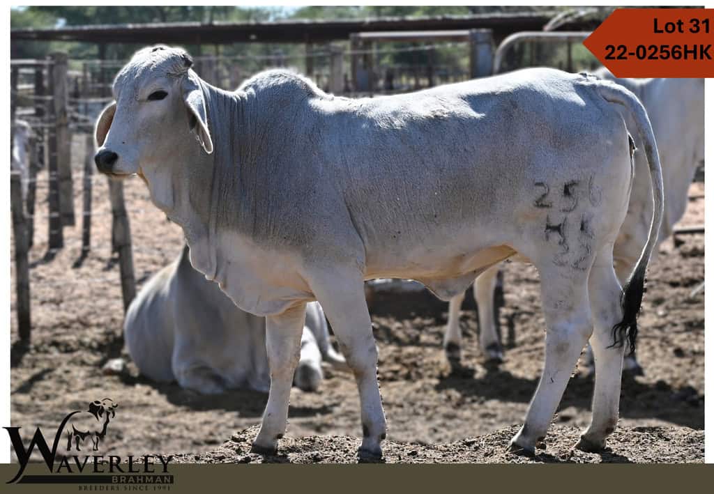 Lot31-22-0256HK